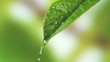 Leaf with drop of rain water with green background