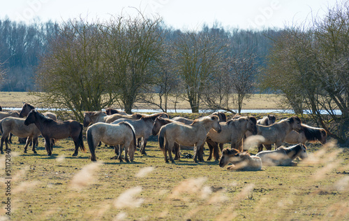 Photo: Konik horses in nature in spring Konik horses in nature in spring