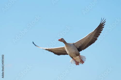 Photo: Goose flying in a blue sky in spring Goose flying in a blue sky in spring