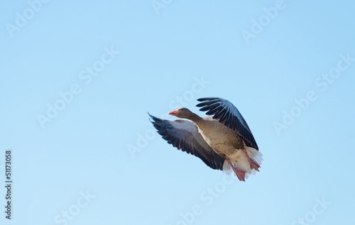 Photo: Goose flying in a blue sky in spring Goose flying in a blue sky in spring
