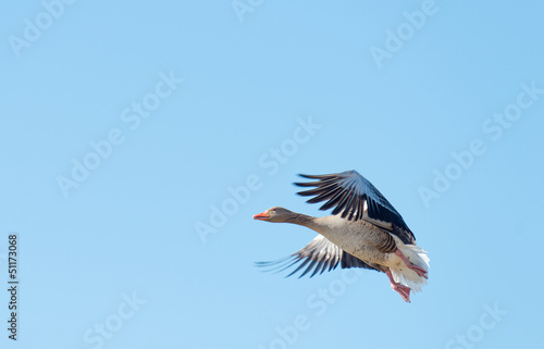 Photo: Goose flying in a blue sky in spring Goose flying in a blue sky in spring