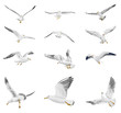 Flying seagull