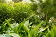 Beautiful tropical plants on sunny day