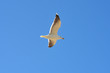 Foto: mouette en vol mouette en vol