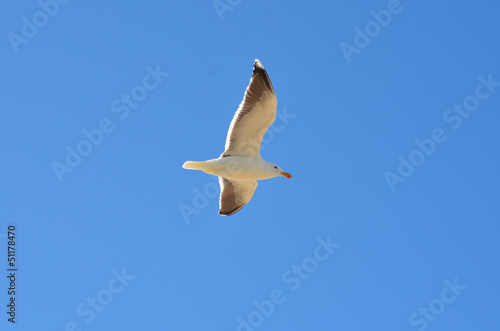 Photo: mouette en vol mouette en vol