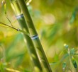 Close-up of a bamboo plant