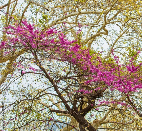 Photo: Tree with beautiful purple flowers Tree with beautiful purple flowers