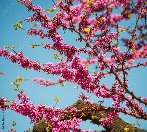 Photo: Tree branch with beautiful purple flowers Tree branch with beautiful purple flowers