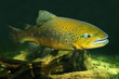 Underwater photo of The Brown Trout (Salmo Trutta).