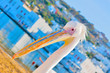 Greece,Petros the famous pelican of Mykonos island