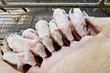 Suckling pig