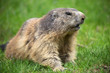Marmot on the green grass in Alps