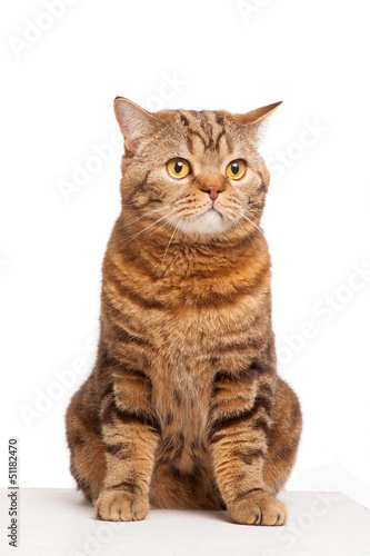 Photo: ginger striped cat sitting over white background ginger striped cat sitting over white background