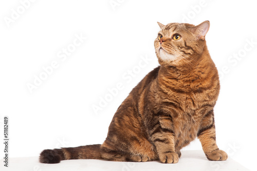 Photo: ginger striped cat sitting over white background ginger striped cat sitting over white background