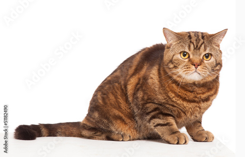 Photo: ginger striped cat sitting over white background ginger striped cat sitting over white background