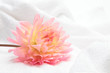 Dahlia and white towel