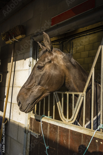 Photo: horses in their stalls horses in their stalls
