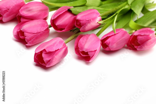 Photo: Fresh pink tulips Fresh pink tulips