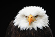 Weisskopfseeadler