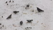 Pigeons, crow and sparrows feeding with bread on the snow