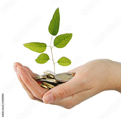 Photo: Eucalyptus sapling in hand Eucalyptus sapling in hand