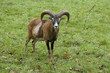 Mufflon