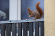 Foto: Eichhörnchen in der Stadt Eichhörnchen in der Stadt