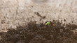 Growing plant time-lapse