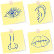 Senses sketches