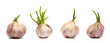 Garlic isolated on white background