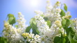 branch of a white lilac waves on a wind