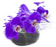 orchidée sur galet