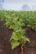 Tobacco field in Cuba