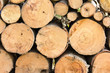Firewood