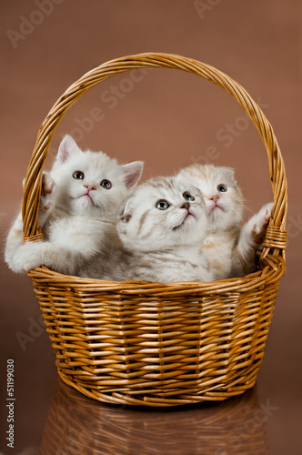Photo: kittens kittens