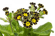 Tigerprimel (Primula Victoriana)