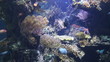 coral life underwater video 1080p