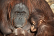 Animal motherhood