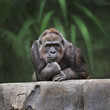 Thinking monkey