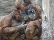 Animal love