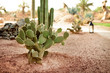 Desert cactus