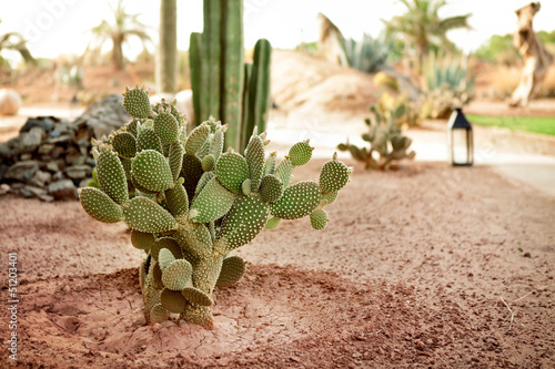 Photo: Desert cactus Desert cactus