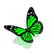 butterflys