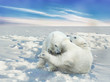 Two little polar bears