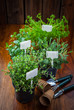 Various herbs for planting