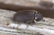 House borer, Hadrobregmus pertinax on wood, extreme close-up