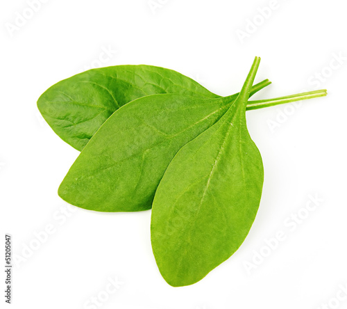 Photo: Young spinach Young spinach