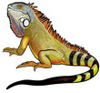 green iguana