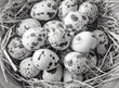 raw guail eggs