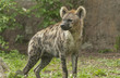 Photo: Striped hyena Striped hyena